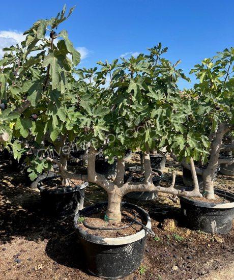 Fig tree - Ficus carica - 1/2 stem pleached