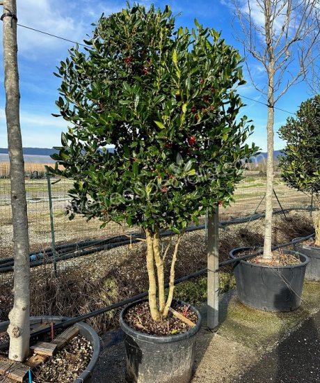 Multi-stemmed Ilex 'Nellie Stevens' Holly