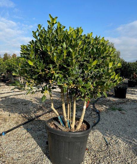 Multi-stemmed Ilex 'Nellie Stevens' Holly