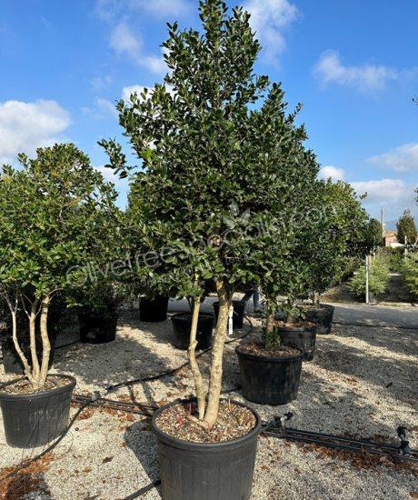 Multi-stemmed Ilex 'Nellie Stevens' Holly