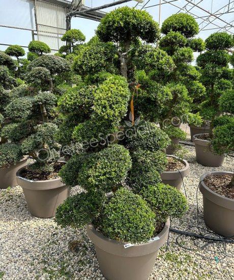 Ilex crenata 'Kinme' Bonsai