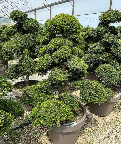 Ilex crenata 'Kinme' Bonsai