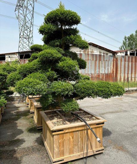 Ilex crenata 'Kinme'