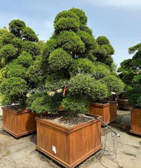 Ilex crenata 'Kinme' Bonsai