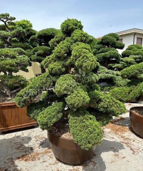 Juniperus chinensis Japanese Bonsai
