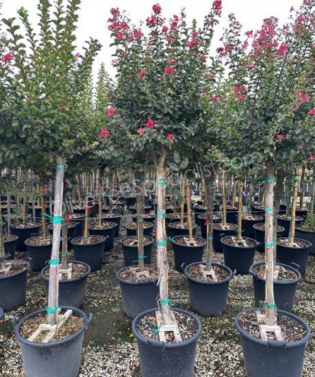 Lagerstroemia indica 1/2 stem Crepe myrtle