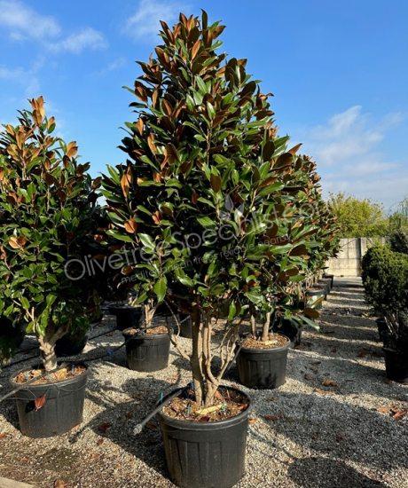 Multi-stemmed Magnolia grandiflora 'Gallisoniensis' - Evergreen tulip tree