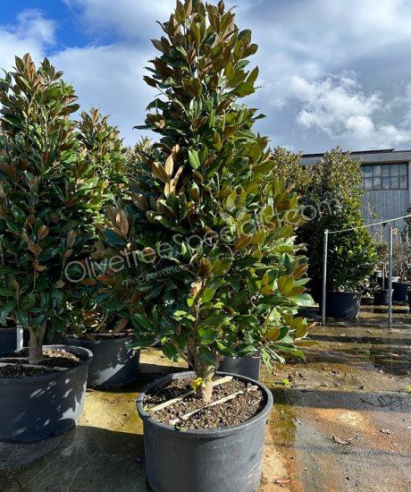 Magnolia grandiflora 'Gallisoniensis' - Evergreen tulip tree