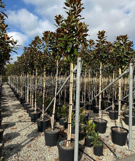high stem Magnolia grandiflora 'Goliath' -  Evergreen tulip tree