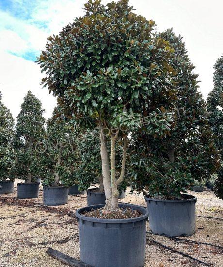 Multi-stemmed Magnolia grandiflora 'Goliath' - Evergreen tulip tree