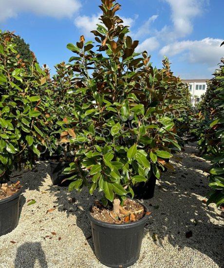 Magnolia grandiflora 'Goliath' - Evergreen tulip tree