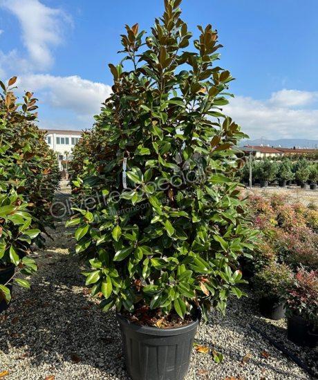 Magnolia grandiflora 'Goliath' - Evergreen tulip tree