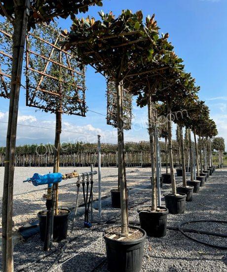 Magnolia grandiflora 'Gallisoniensis' - Evergreen tulip tree