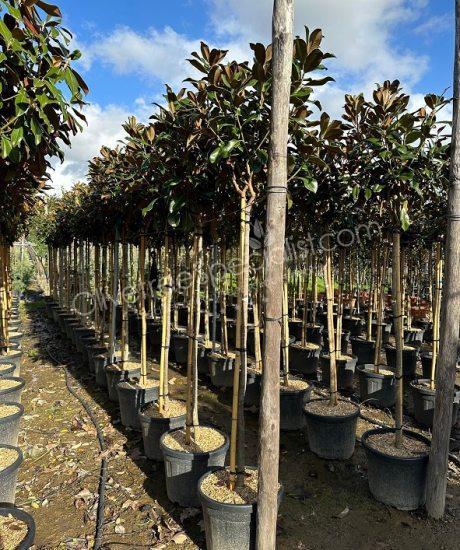 Magnolia grandiflora 'Goliath' - Evergreen tulip tree
