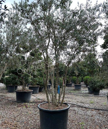 Olive tree multi trunk Olea europaea