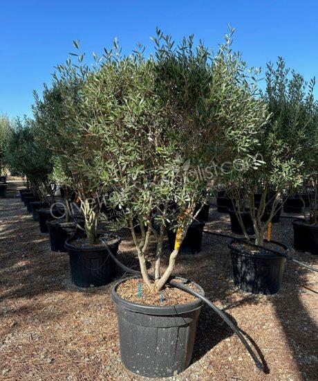 Tuscan Olive Tree Olea europaea