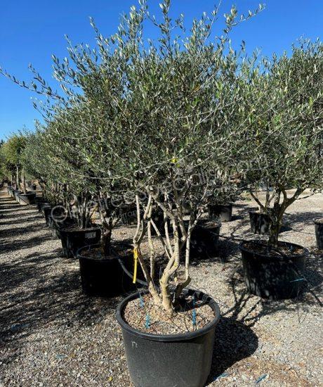 Tuscan Olive Tree Olea europaea