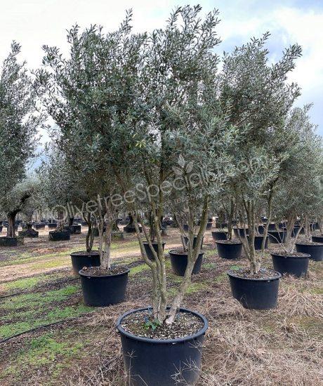 Olive tree multi trunk Olea europaea