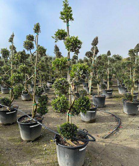Olive tree pom-pom Olea europaea