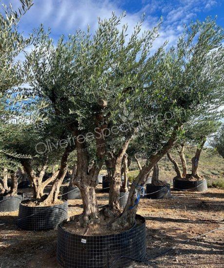 Olive tree Provence Olea europaea 
