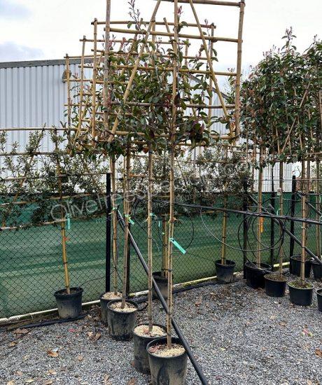 Pleached Photinia fraseri 'Red Robin' - Photinia