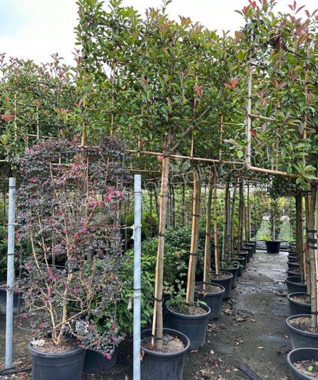 Photinia fraseri 'Red Robin' - Photinia