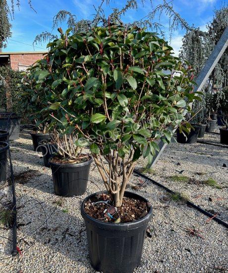 Multi stemmed Photinia fraseri 'Red Robin' - Red tip photinia