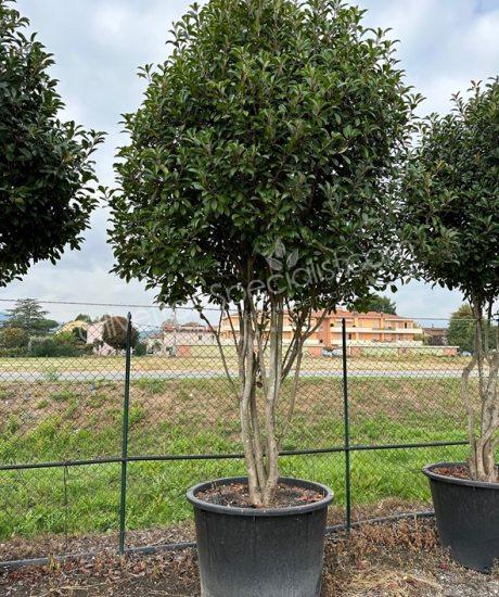 Multi stemmed Photinia fraseri 'Red Robin' - Red tip photinia