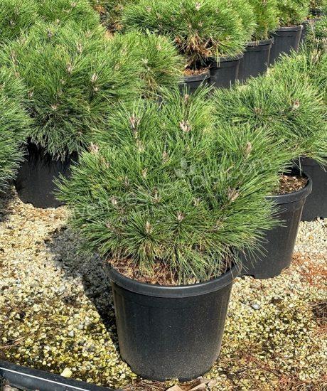 Pinus brepo - Ball shape dwarf austrian pine