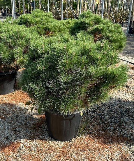 Pinus brepo - Ball shape dwarf austrian pine