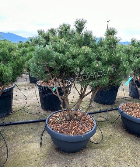 Pinus mugo 'Gnom' - Ball shape pine