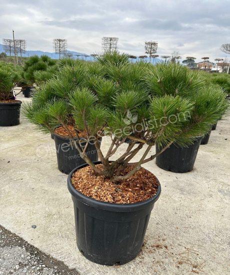 Pinus brepo 'Pierrick Bregeon' - Multi-stemmed Ball shape pine
