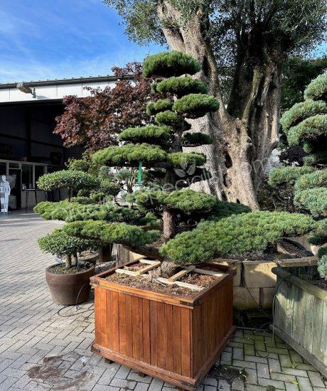 Pinus pentaphylla Bonsai