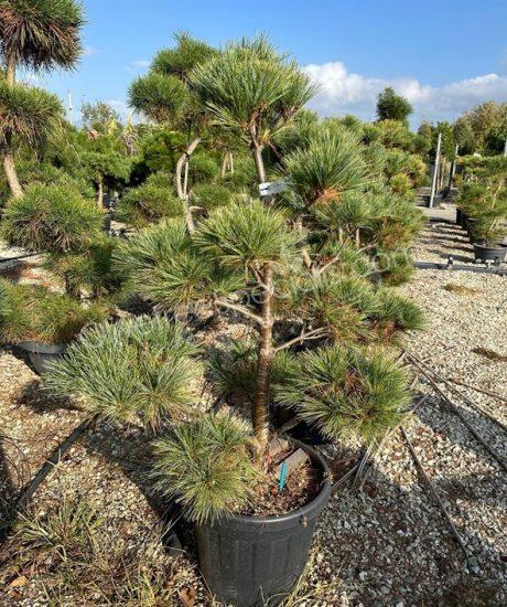 Buy a Pinus strobus Japanese Bonsai