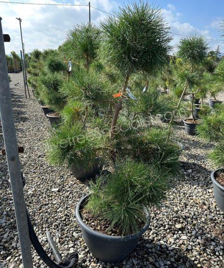 Buy a Pinus sylvestris bonsai