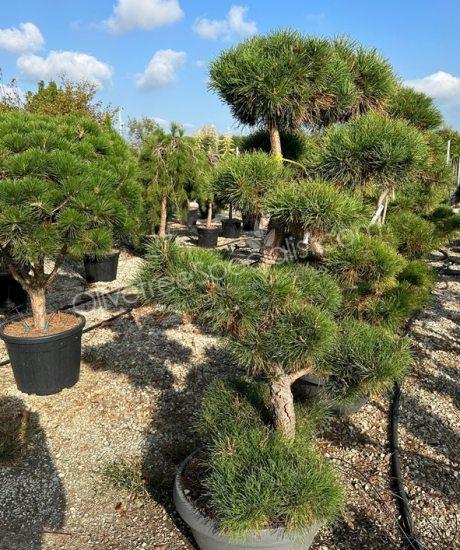 Pinus sylvestris bonsai