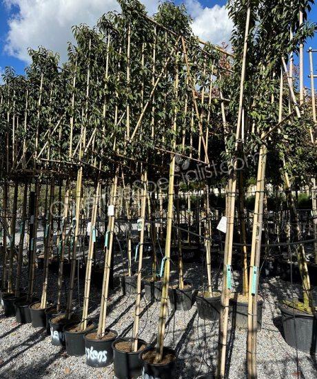 Pleached Prunus lusitanica 'Angustifolia' - Portugal laurel