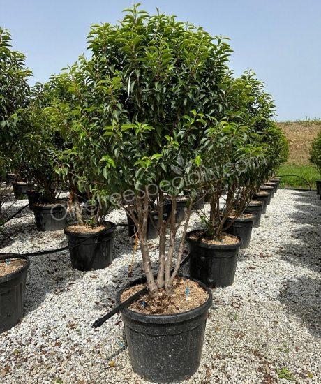 Multi-stemmed Prunus lusitanica 'Angustifolia' - Portugal laurel