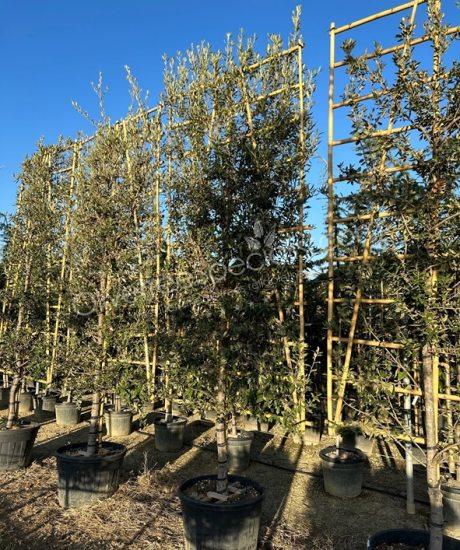 Quercus ilex Holm oak