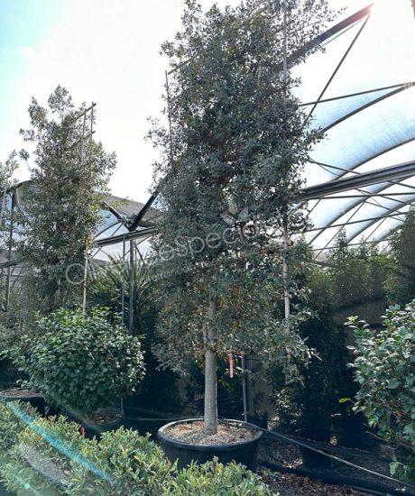 Quercus ilex espalier Holm oak