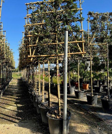 Quercus ilex espalier Holm oak