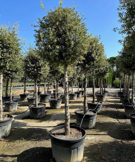 Holm oak 3/4 standard Quercus ilex