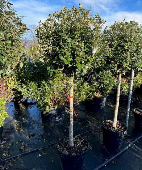 Holm oak 1/2 standard Quercus ilex