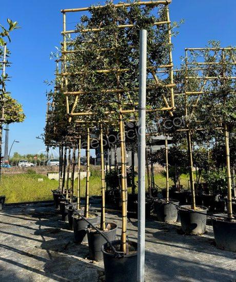 Quercus ilex espalier Holm oak