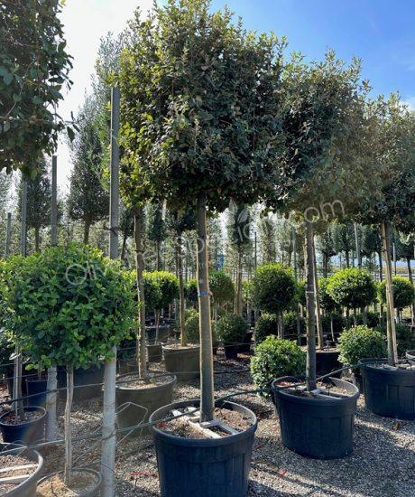 Quercus ilex cube crown Holm oak
