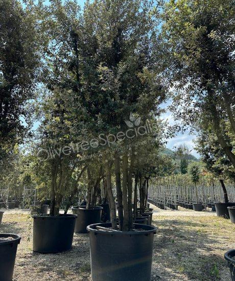 Holm oak Multi-stemmed quercus ilex