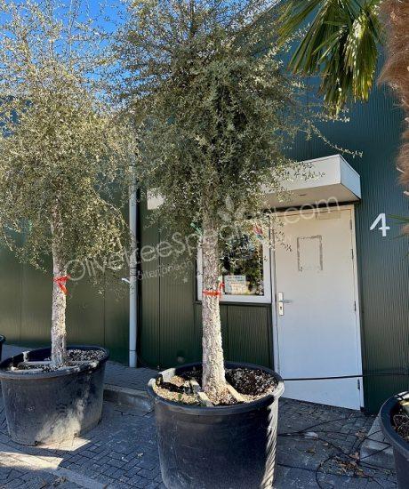 Cork oak High stem quercus suber