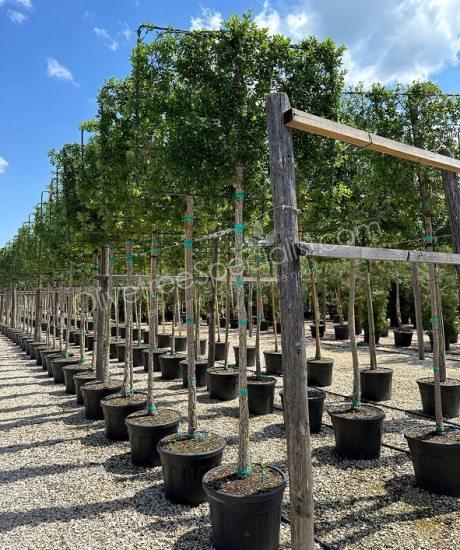 Quercus suber Pleached cork oak