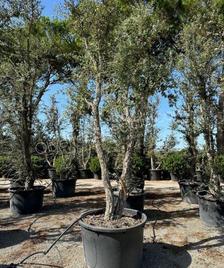 Cork oak multi-stemmed quercus