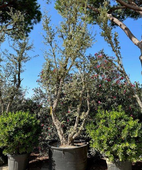 Cork oak multi-stemmed quercus